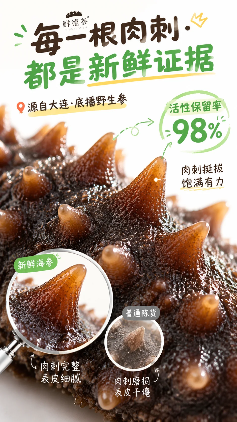 大连鲜食海参 详情图 4