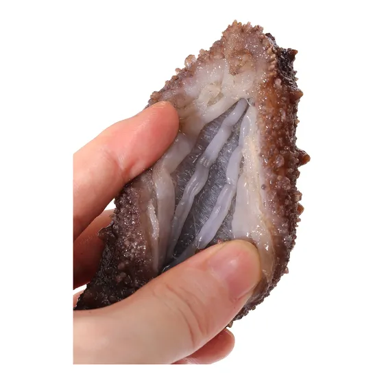 大连鲜食海参 图 8