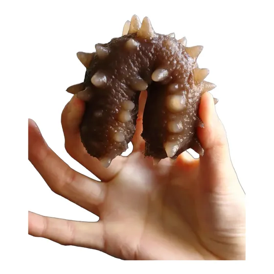 大连鲜食海参 图 11